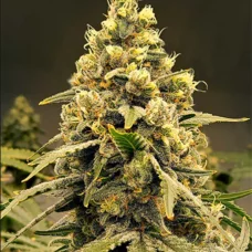 Auto Pineapple Express